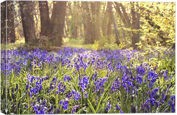 Bluebell wood - Kent Canvas Print by Dawn Cox