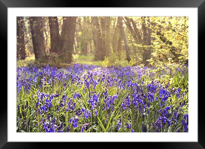 Bluebell wood - Kent Framed Mounted Print by Dawn Cox