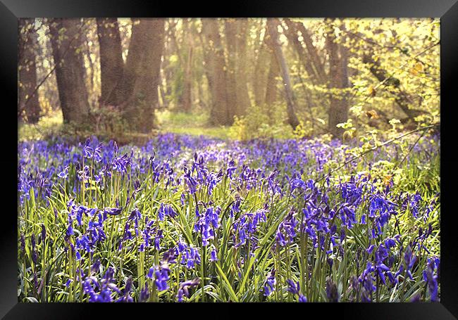 Bluebell wood - Kent Framed Print by Dawn Cox