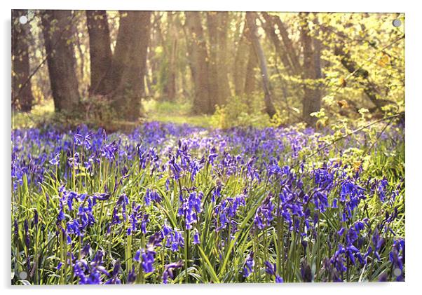 Bluebell wood - Kent Acrylic by Dawn Cox