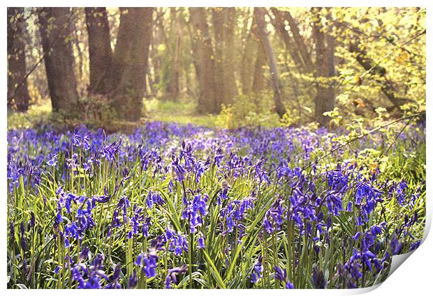 Bluebell wood - Kent Print by Dawn Cox