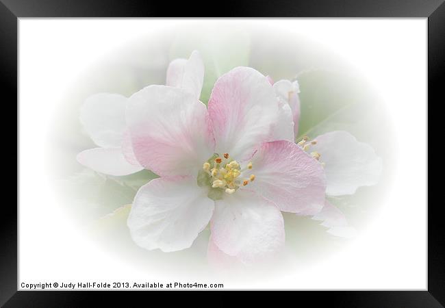 Apple Blossom Framed Print by Judy Hall-Folde