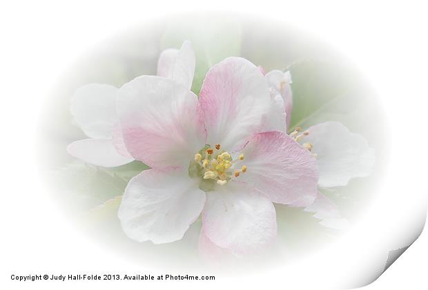 Apple Blossom Print by Judy Hall-Folde