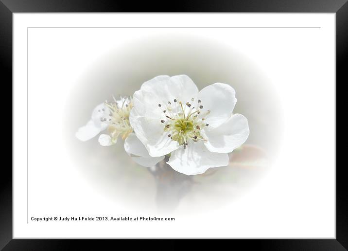 Pear Blossom Framed Mounted Print by Judy Hall-Folde
