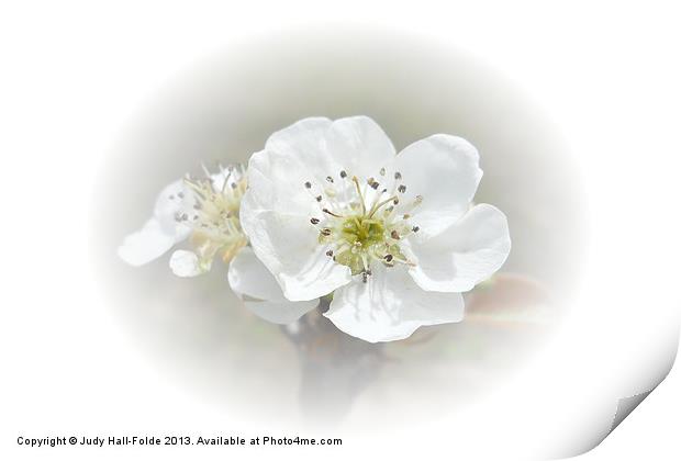 Pear Blossom Print by Judy Hall-Folde