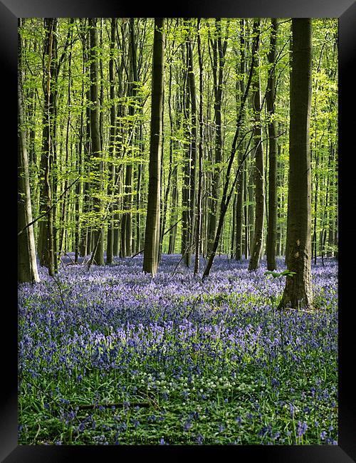 bluebell forest Framed Print by Jo Beerens
