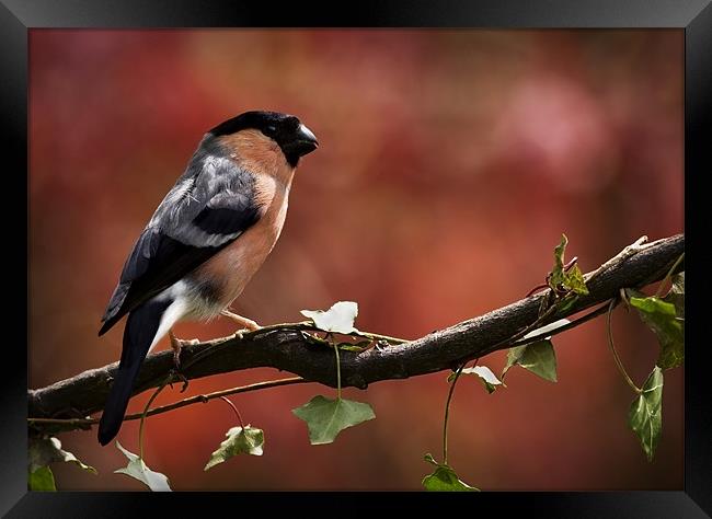 BULLFINCH Framed Print by Anthony R Dudley (LRPS)
