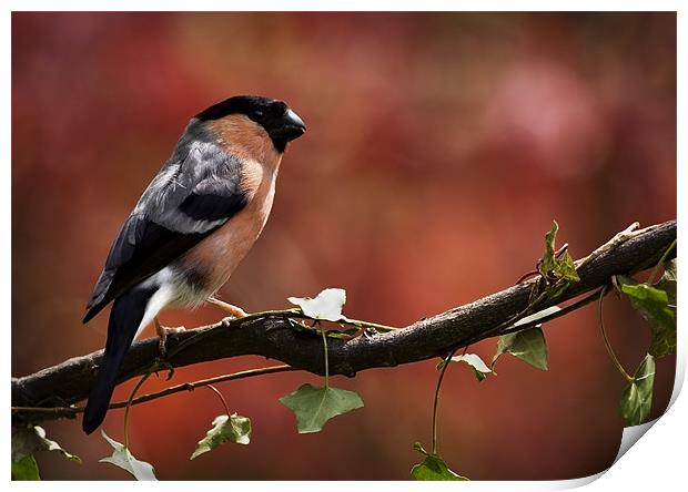 BULLFINCH Print by Anthony R Dudley (LRPS)