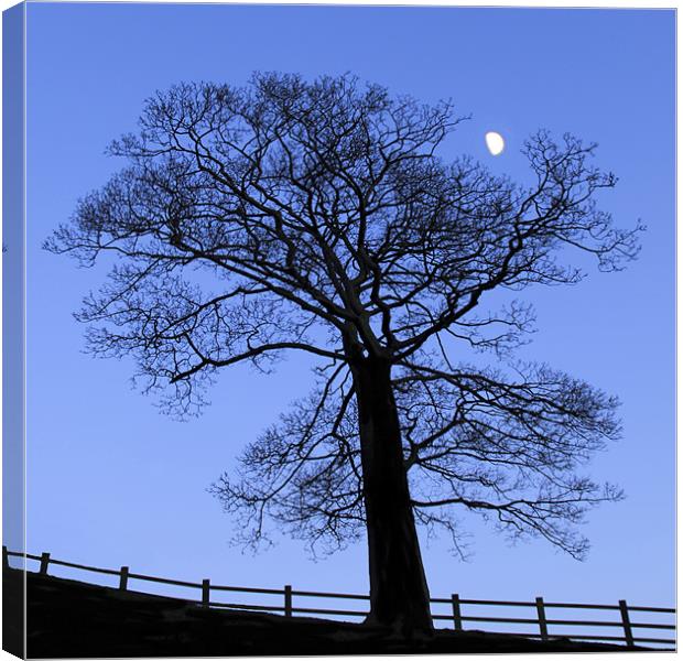 Lunar tree at dusk Canvas Print by Mike Dickinson