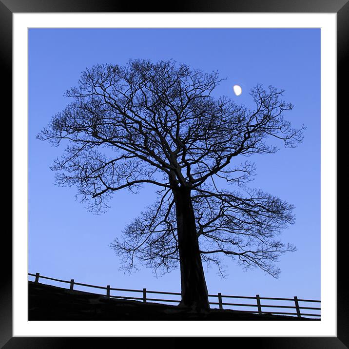 Lunar tree at dusk Framed Mounted Print by Mike Dickinson
