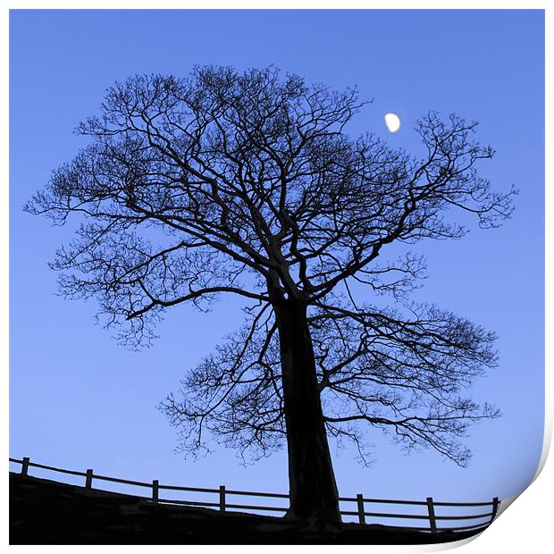 Lunar tree at dusk Print by Mike Dickinson