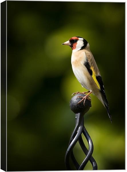 GOLDFINCH #2 Canvas Print by Anthony R Dudley (LRPS)