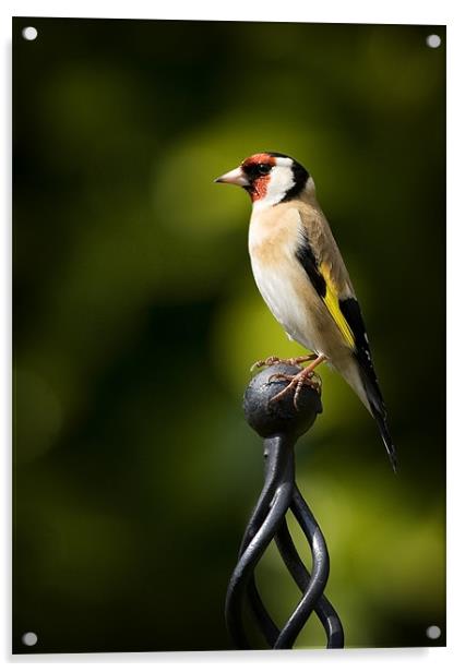 GOLDFINCH #2 Acrylic by Anthony R Dudley (LRPS)