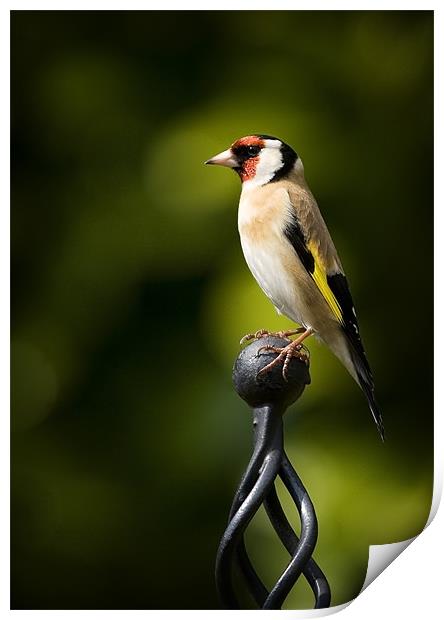 GOLDFINCH #2 Print by Anthony R Dudley (LRPS)