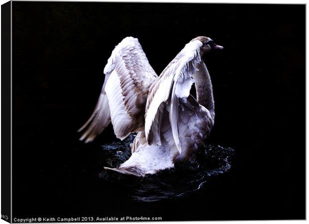 Swan Angel Canvas Print by Keith Campbell