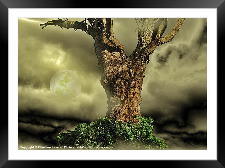 Tree Dreams Framed Mounted Print by Christine Lake
