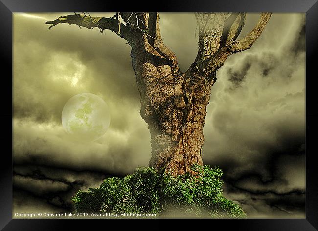 Tree Dreams Framed Print by Christine Lake