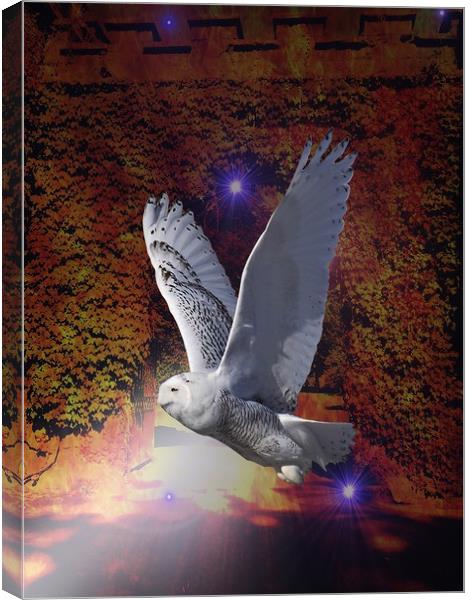 Flight of the Night Owl. Canvas Print by Heather Goodwin