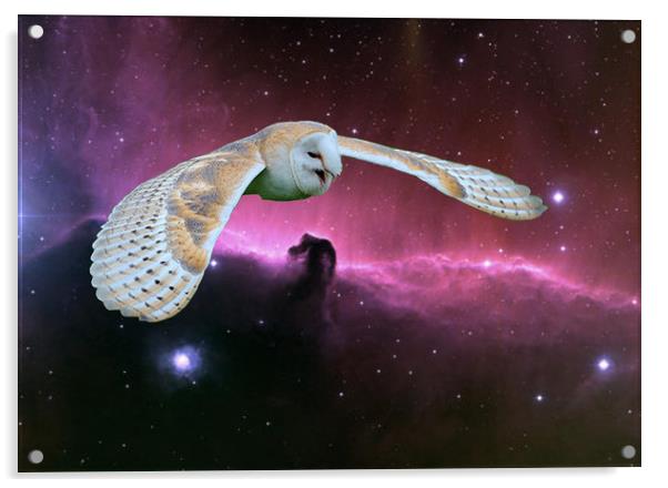 Barn Owl v. Horse head Nebula. Acrylic by Heather Goodwin