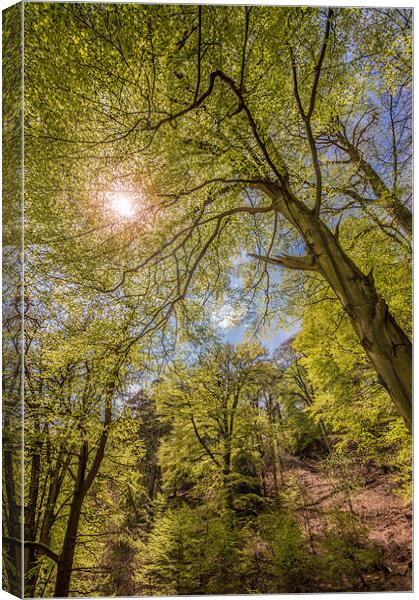 Spring Woods Canvas Print by Phil Tinkler