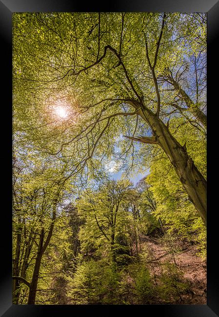 Spring Woods Framed Print by Phil Tinkler