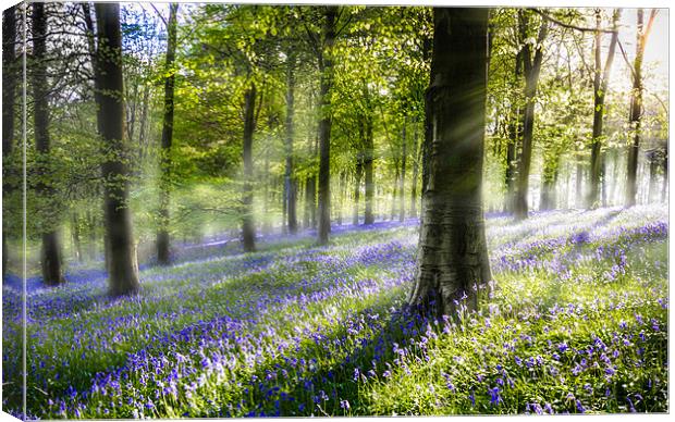 Morning Bluebells. Canvas Print by Ian Hufton