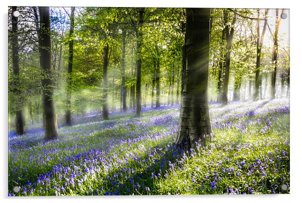 Morning Bluebells. Acrylic by Ian Hufton