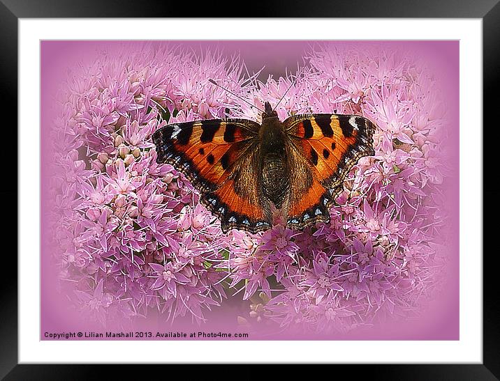 Tortoiseshell Butterfly on Pink Sedum. Framed Mounted Print by Lilian Marshall