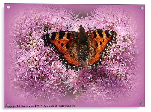 Tortoiseshell Butterfly on Pink Sedum. Acrylic by Lilian Marshall