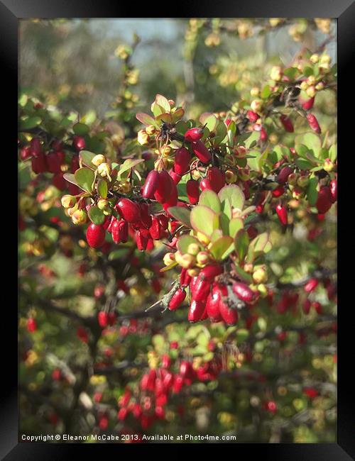 Shiny Droplets! Framed Print by Eleanor McCabe