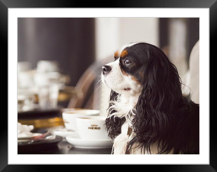 King Charles Spaniel Framed Mounted Print by Clive Eariss