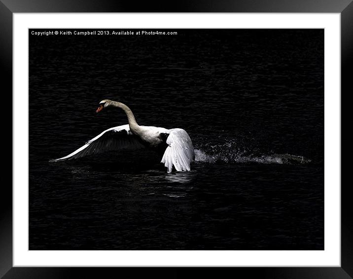 Swan launch Framed Mounted Print by Keith Campbell