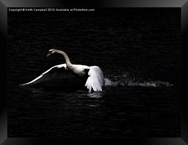 Swan launch Framed Print by Keith Campbell