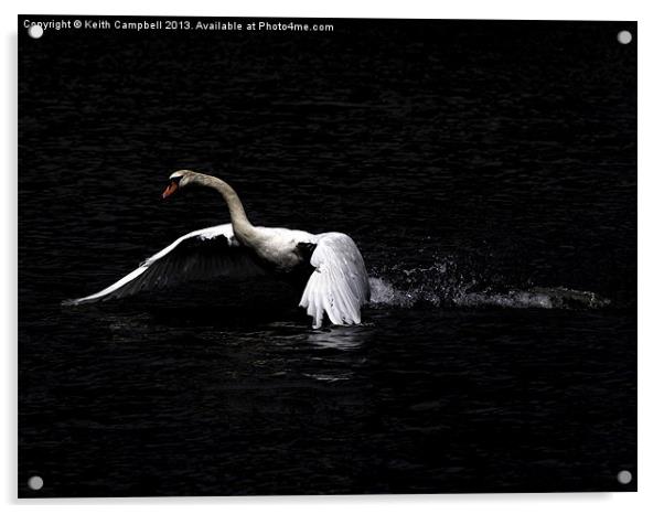 Swan launch Acrylic by Keith Campbell