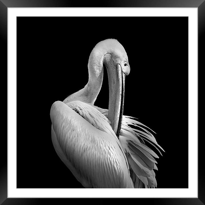 Pelican Mono Framed Mounted Print by Dave Wragg