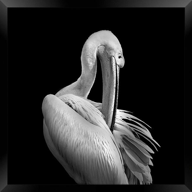 Pelican Mono Framed Print by Dave Wragg