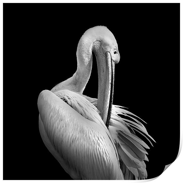 Pelican Mono Print by Dave Wragg