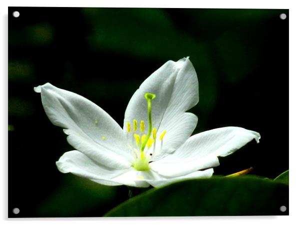 A Dwarf White Bauhinia Flower Acrylic by Sajitha Nair