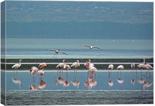 Flamingo on Lake Nakuru Canvas Print by Tony Murtagh