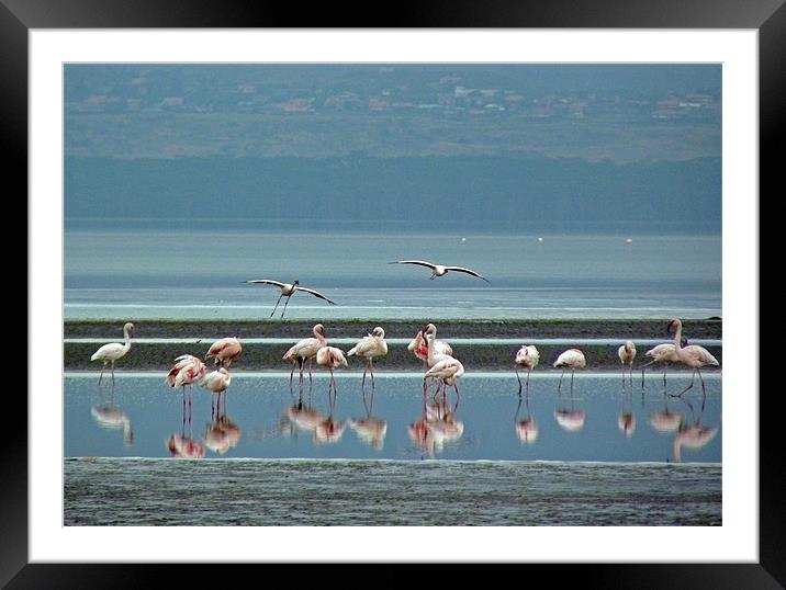 Flamingo on Lake Nakuru Framed Mounted Print by Tony Murtagh
