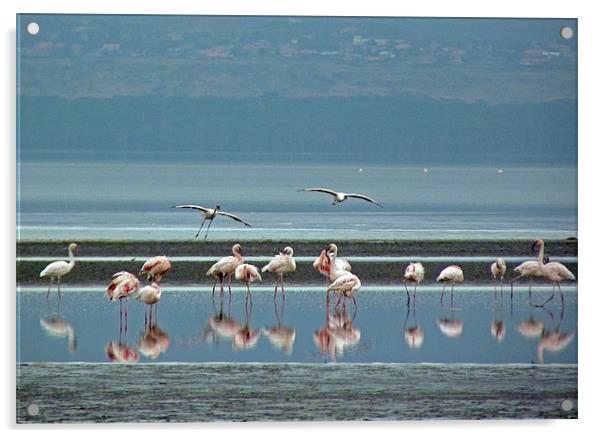 Flamingo on Lake Nakuru Acrylic by Tony Murtagh