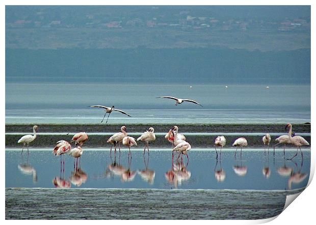 Flamingo on Lake Nakuru Print by Tony Murtagh