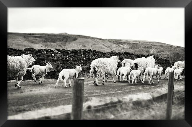 Sheep in the Dales Framed Print by James  Hare