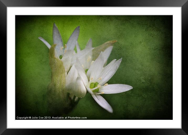 Wild Garlic Flower Framed Mounted Print by Julie Coe
