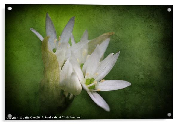 Wild Garlic Flower Acrylic by Julie Coe