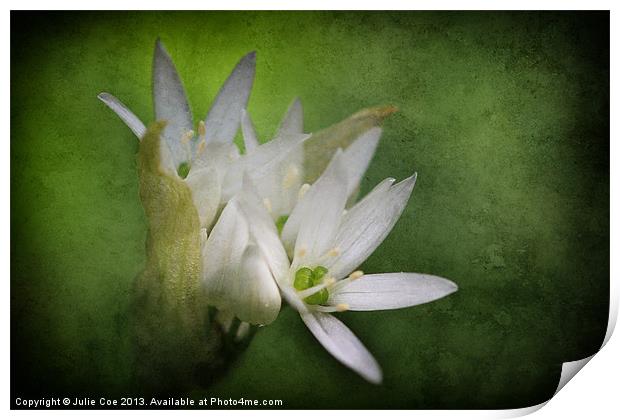 Wild Garlic Flower Print by Julie Coe