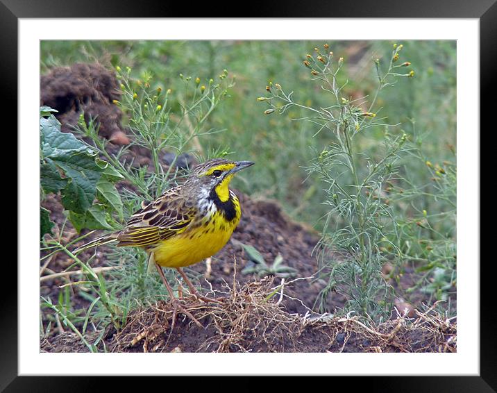 Yellow-throated Longclaw Framed Mounted Print by Tony Murtagh