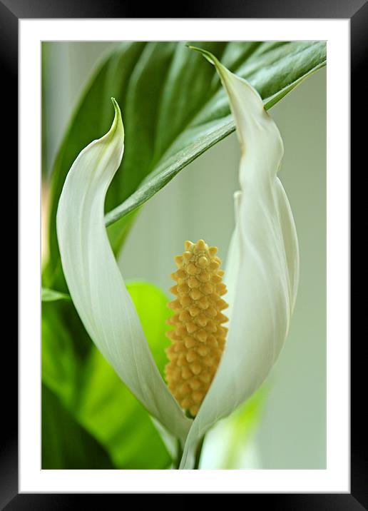 Spathiphyllum cochlearispathum Framed Mounted Print by