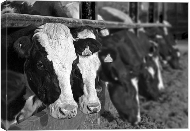 Black And White Cows Canvas Print by Shaun Cope