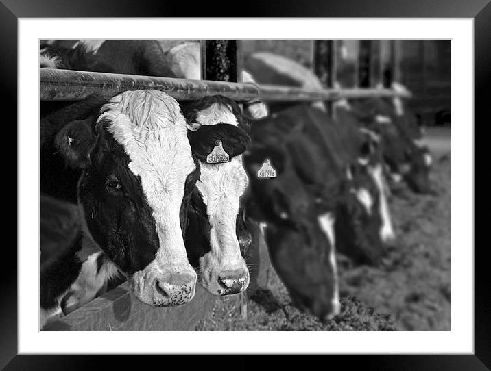 Black And White Cows Framed Mounted Print by Shaun Cope